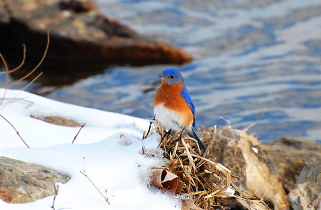 Bluebird on a snowy riverbankPhoto by: kansasphotohttps://creativecommons.org/licenses/by/2.0/