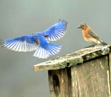 Eastern Bluebirdsphoto By: Fishhawkhttps://Creativecommons.org/Licenses/By/2.0/