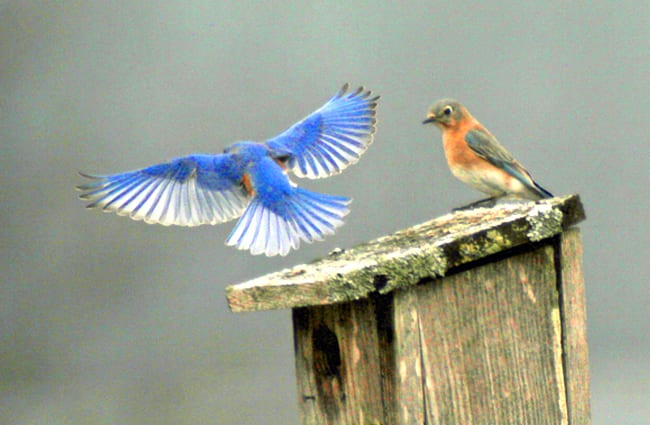 Eastern BluebirdsPhoto by: fishhawkhttps://creativecommons.org/licenses/by/2.0/