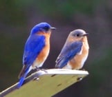 A Pair Of Bluebirds Keeping Watch Photo By: Virginia State Parks Https://Creativecommons.org/Licenses/By/2.0/ 
