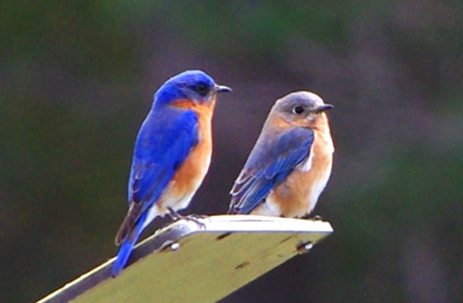 A pair of Bluebirds keeping watch Photo by: Virginia State Parks https://creativecommons.org/licenses/by/2.0/ 