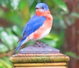 Male Bluebird - Pretty As An Ornament 