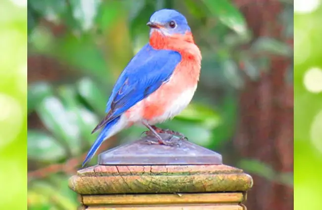 Male Bluebird - pretty as an ornament 