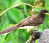 Juvenile Brown Jay, Photographed In Costa Rica Photo By: Rob Stoeltje From Loenen, Netherlands Cc By 2.0 Https://Creativecommons.org/Licenses/By/2.0 