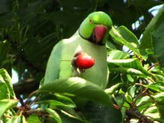Beautiful Parakeet eating berriesPhoto by: Heather Smithershttps://creativecommons.org/licenses/by-sa/2.0/