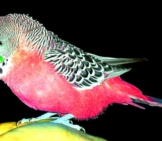 Pink Fire Brigade Budgie Photo By: Jan Tik Https://Creativecommons.org/Licenses/By-Sa/2.0/ 