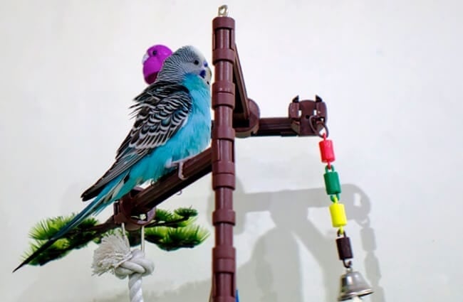 Blue Budgie Photo by: Brian Evans https://creativecommons.org/licenses/by-sa/2.0/ 