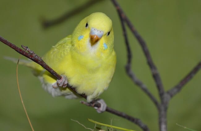Pretty yellow Parakeet Photo by: Stefanie Drenkow-Lolies https://pixabay.com/photos/budgie-yellow-ziervogel-1357751/ 