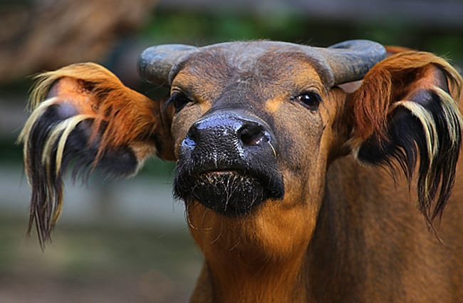 &quot;You lookin&#039; for trouble?&quot; African Buffalo didn´t like someone taking pictures of his Mrs. Photo by: Rolf Dietrich Brecher https://creativecommons.org/licenses/by-sa/2.0/ 