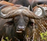 Closeup Of An African Buffalo Photo By: Bernard Dupont Https://Creativecommons.org/Licenses/By-Sa/2.0/ 