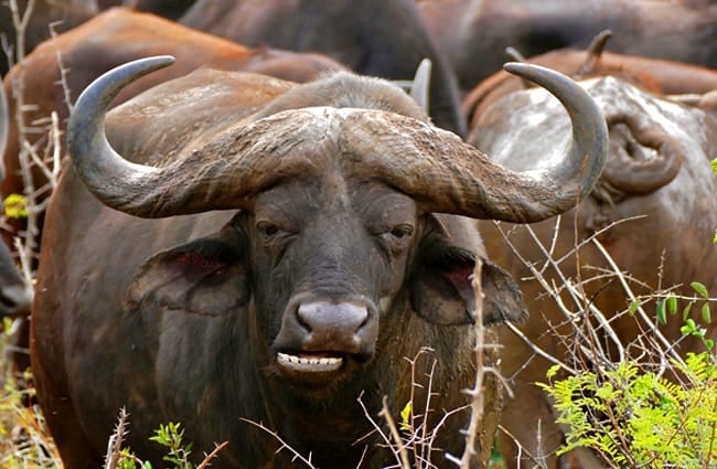 Closeup of an African Buffalo Photo by: Bernard DUPONT https://creativecommons.org/licenses/by-sa/2.0/ 