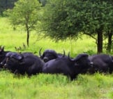 Herd Of African Buffalo Resting In The Afternoon Heat Photo By: Vaughan Leiberum Https://Creativecommons.org/Licenses/By-Sa/2.0/ 