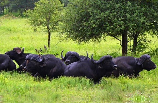 Herd of African Buffalo resting in the afternoon heat Photo by: Vaughan Leiberum https://creativecommons.org/licenses/by-sa/2.0/ 
