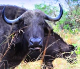 Cape Buffalo Portraitphoto By: Vince Smithhttps://Creativecommons.org/Licenses/By-Sa/2.0/