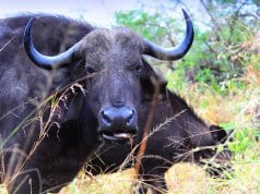 Cape Buffalo portraitPhoto by: Vince Smithhttps://creativecommons.org/licenses/by-sa/2.0/