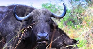 Cape Buffalo portraitPhoto by: Vince Smithhttps://creativecommons.org/licenses/by-sa/2.0/