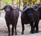 Cape Buffalos In Savuti Game Reserve Photo By: Michael Jansen Https://Creativecommons.org/Licenses/By-Sa/2.0/ 