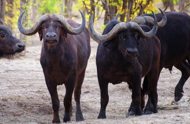 Cape Buffalos in Savuti Game Reserve Photo by: Michael Jansen https://creativecommons.org/licenses/by-sa/2.0/ 