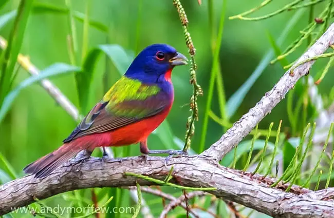 Painted Bunting Photo by: Andy Morffew https://creativecommons.org/licenses/by/2.0/ 