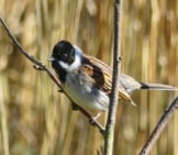 Reed Bunting Photo By: Ianpreston Https://Creativecommons.org/Licenses/By/2.0/ 