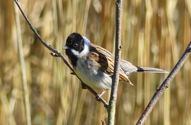 Reed Bunting Photo by: ianpreston https://creativecommons.org/licenses/by/2.0/ 