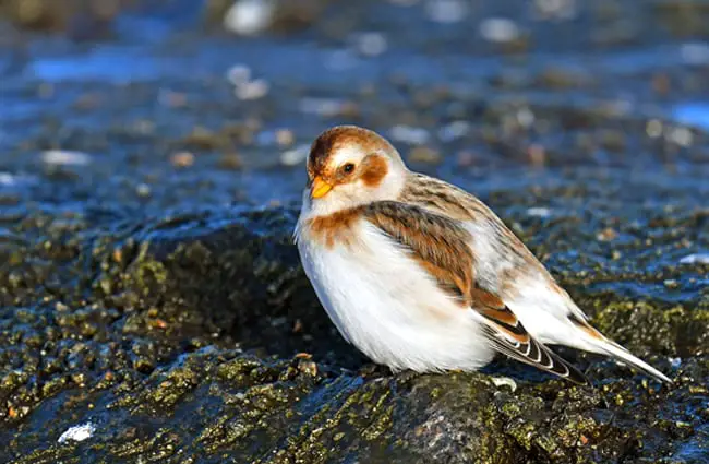 Snow BuntingPhoto by: Dr. Georg Wietschorkehttps://pixabay.com/photos/snow-bunting-migratory-bird-3001677/