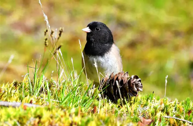 Winter Bunting Photo by: Nature-Pix https://pixabay.com/photos/winter-bunting-dark-eyed-junco-3560631/ 