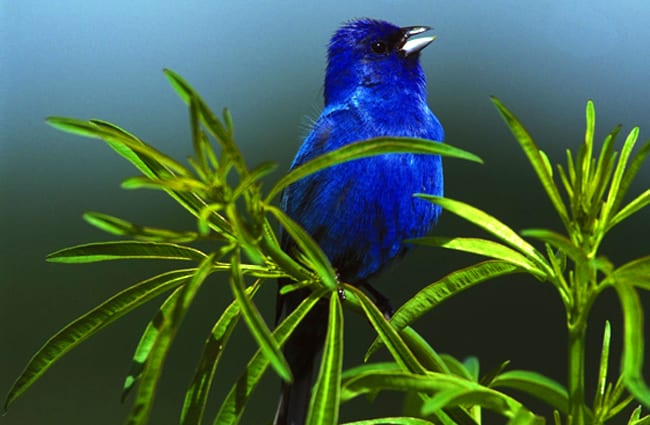 Indigo Bunting Photo by: skeeze https://pixabay.com/photos/indigo-bunting-bird-male-small-931660/ 