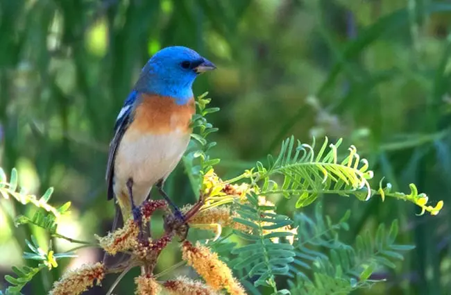 Lazuli Bunting Photo by: Bettina Arrigoni https://creativecommons.org/licenses/by/2.0/ 