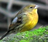Japanese Yellow Bunting Photo By: Charles Lam Https://Creativecommons.org/Licenses/By/2.0/ 