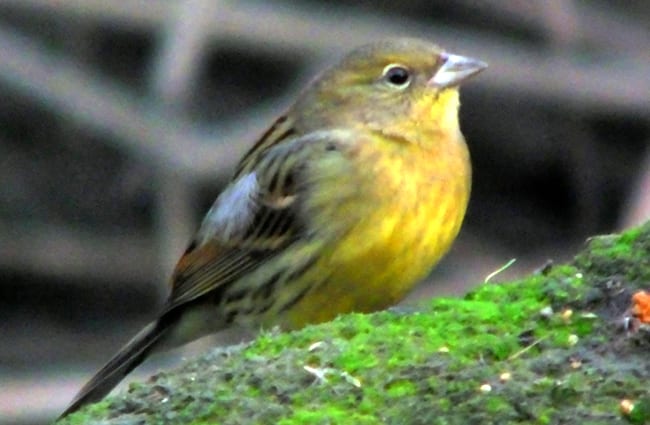 Japanese Yellow Bunting Photo by: Charles Lam https://creativecommons.org/licenses/by/2.0/ 