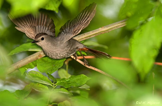 Amazing shot of a Catbird in flight Photo by: Bill Majoros https://creativecommons.org/licenses/by-sa/2.0/ 