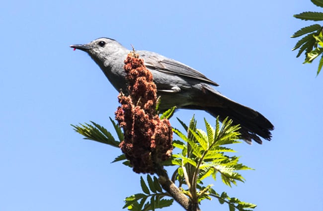 Catbird perched high on a treetop Photo by: Foxman https://creativecommons.org/licenses/by-sa/2.0/ 