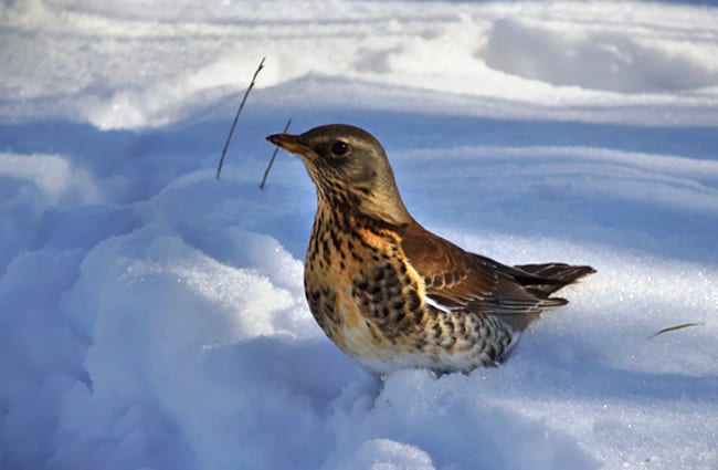 Catbird in the snow Photo by: Vitalii Shmorgun https://creativecommons.org/licenses/by-sa/2.0/ 