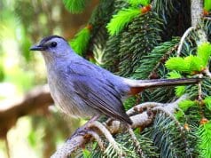 Gray CatbirdPhoto by: Ken Gibsonhttps://creativecommons.org/licenses/by-sa/2.0/