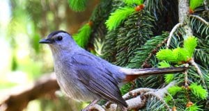 Gray CatbirdPhoto by: Ken Gibsonhttps://creativecommons.org/licenses/by-sa/2.0/