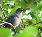 Gray Catbird In The Trees Photo By: Emily Carlin Https://Creativecommons.org/Licenses/By-Sa/2.0/ 