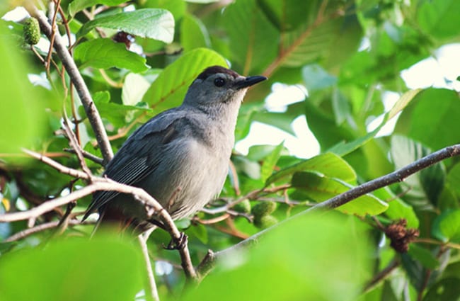 Gray Catbird in the trees Photo by: Emily Carlin https://creativecommons.org/licenses/by-sa/2.0/ 