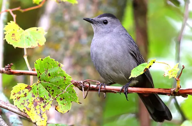 Catbird sitting pretty on a branch Photo by: John Benson https://creativecommons.org/licenses/by-sa/2.0/ 