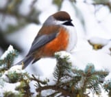 A Beautiful Boreal Chickadee On A Winter Branchphoto By: Andy Reago &Amp; Chrissy Mcclarrenhttps://Creativecommons.org/Licenses/By/2.0/