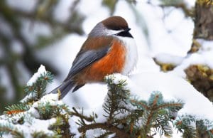 A beautiful Boreal Chickadee on a winter branchPhoto by: Andy Reago & Chrissy McClarrenhttps://creativecommons.org/licenses/by/2.0/