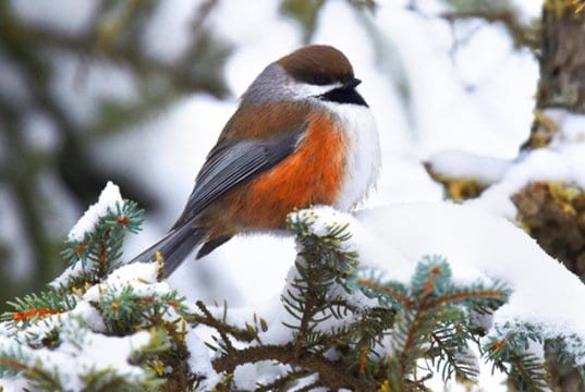 A beautiful Boreal Chickadee on a winter branchPhoto by: Andy Reago & Chrissy McClarrenhttps://creativecommons.org/licenses/by/2.0/