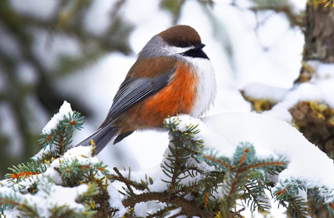 A beautiful Boreal Chickadee on a winter branchPhoto by: Andy Reago &amp; Chrissy McClarrenhttps://creativecommons.org/licenses/by/2.0/