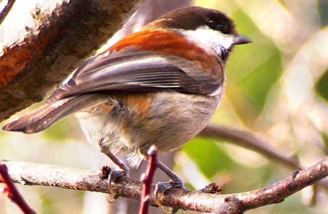 Beautiful Chestnut-backed Chickadee Photo by: caligula1995 https://creativecommons.org/licenses/by/2.0/ 