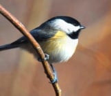 Cute Little Carolina Chickadee Photo By: Andy Reago &Amp; Chrissy Mcclarren Https://Creativecommons.org/Licenses/By/2.0/ 