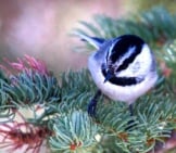 Mountain Chickadee In A Pine Tree Photo By: David Mitchell Https://Creativecommons.org/Licenses/By/2.0/ 