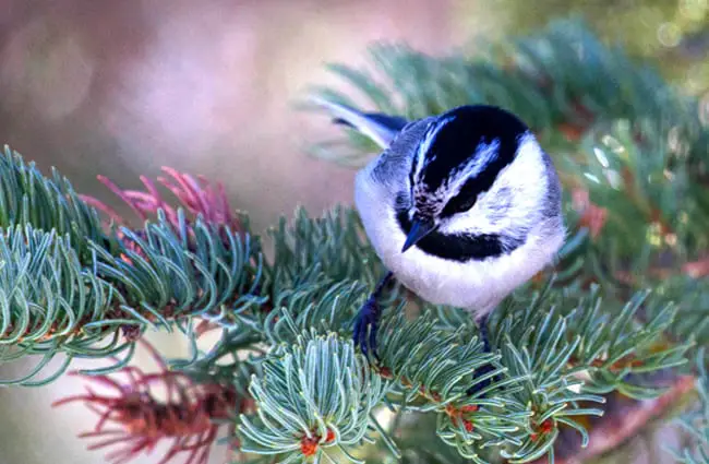 Mountain Chickadee in a pine tree Photo by: David Mitchell https://creativecommons.org/licenses/by/2.0/ 