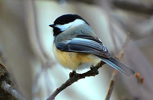 Black-capped Chickadee Photo by: DaPuglet Pugs https://creativecommons.org/licenses/by/2.0/ 