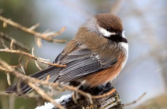Camouflaged Boreal Chickadee Photo by: David Mitchell https://creativecommons.org/licenses/by/2.0/ 