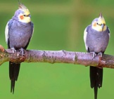 A Pair Of Cockatiels On A Branch